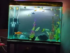 Glass Aquarium, Fish Aquarium, Aquarium