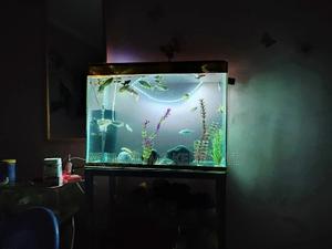 Aquarium, Fish Aquarium - thumbnail 2