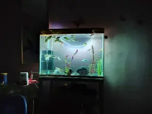 Aquarium, Fish Aquarium