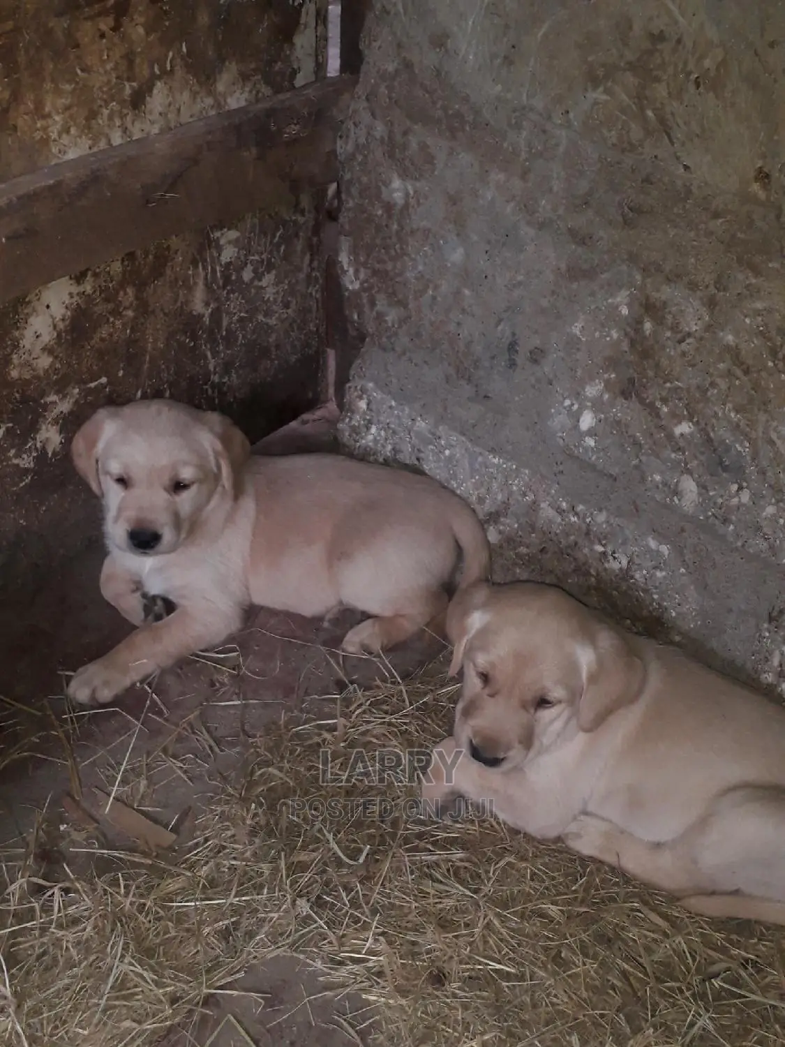 1-3 Month Female Purebred Labrador Retriever