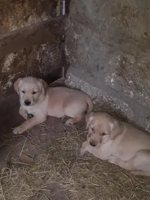 1-3 Month Female Purebred Labrador Retriever