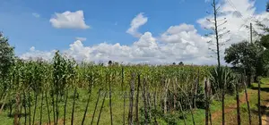 Plots for Sale in Illula After Kapsoya in Eldoret