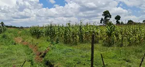 Plots for Sale in Illula After Kapsoya in Eldoret