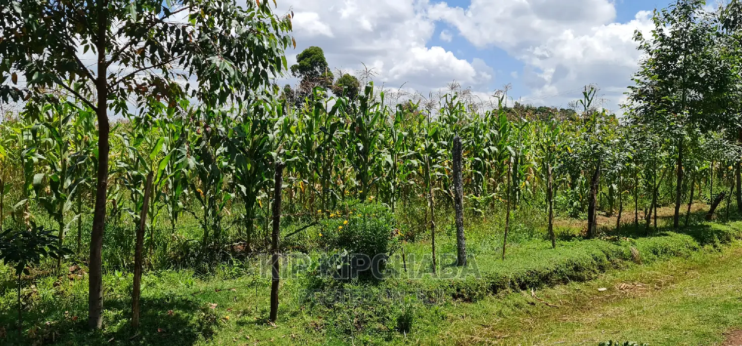 Plots for Sale in Illula After Kapsoya in Eldoret