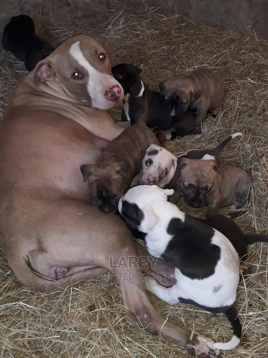 0-1 month Female Purebred American Pit Bull Terrier