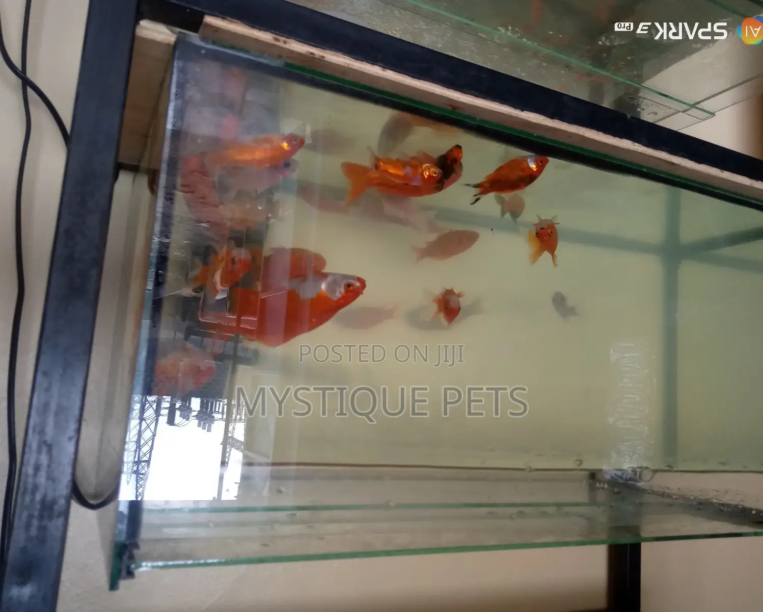 Ornamental Gold Fish
