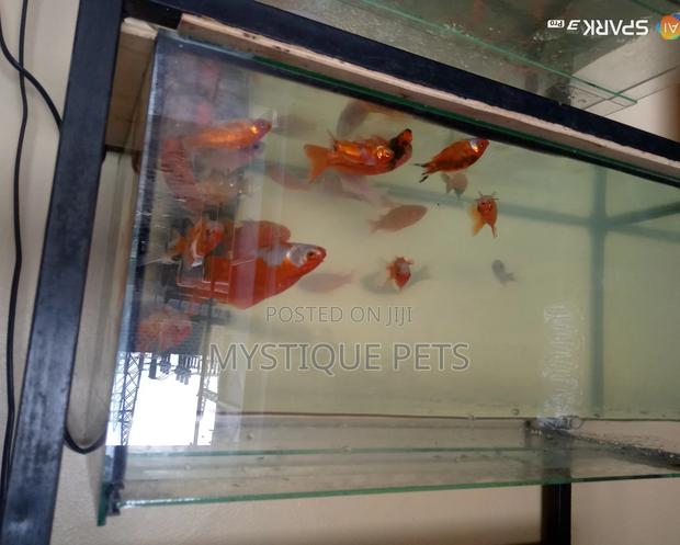 Ornamental Gold Fish - main view