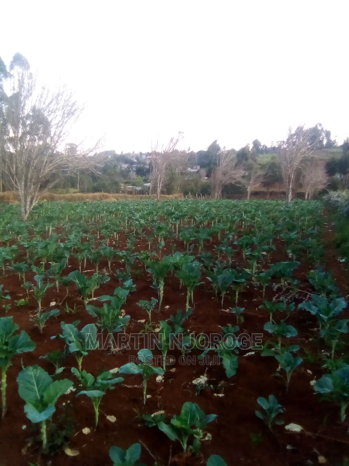 50 by 100 Murengeti, Limuru
