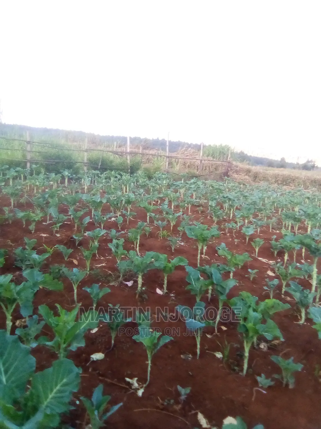 50 by 100 Murengeti, Limuru