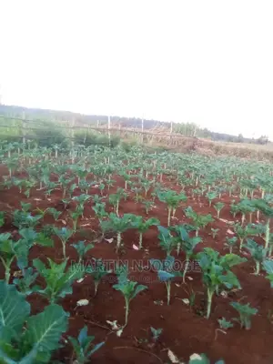 50 by 100 Murengeti, Limuru