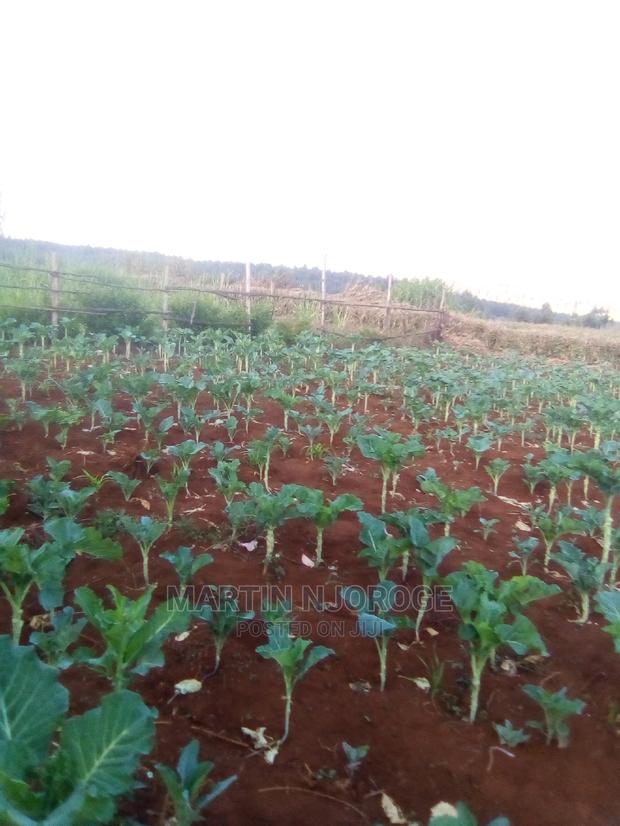 50 by 100 Murengeti, Limuru - thumbnail 3