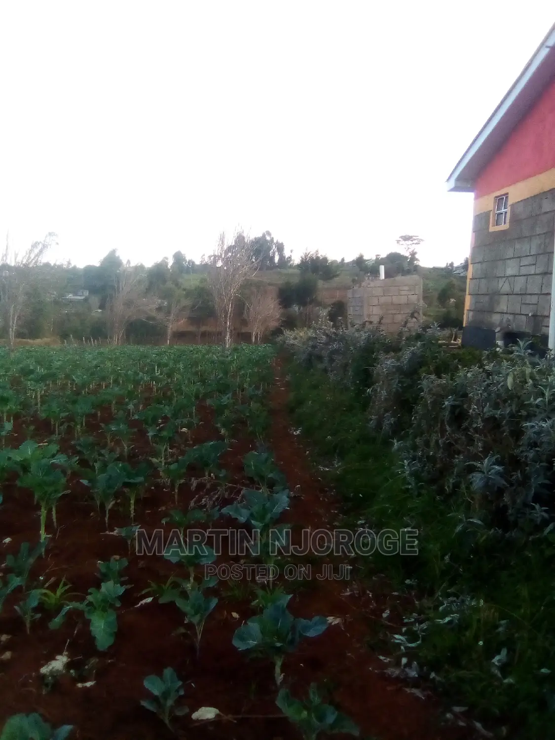 50 by 100 Murengeti, Limuru