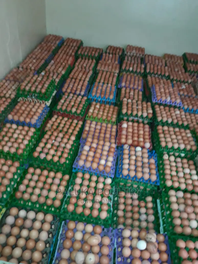Grade Layer Eggs