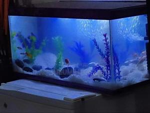 Aquarium Presents, Gift Aquarium - thumbnail 2