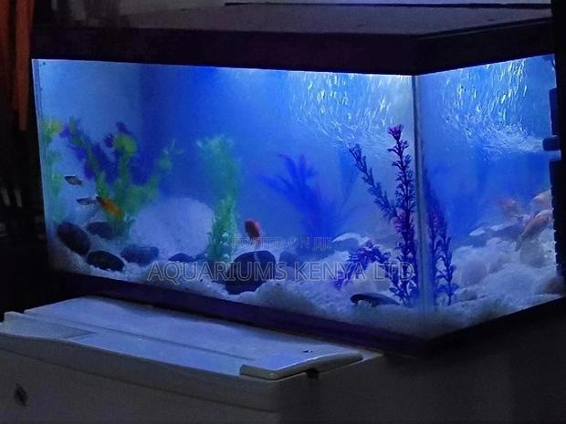 Aquarium Presents, Gift Aquarium - main view