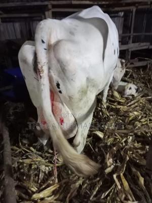 Freshly Calved Pedigree Friesian Holstein - thumbnail 2