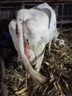Freshly Calved Pedigree Friesian Holstein