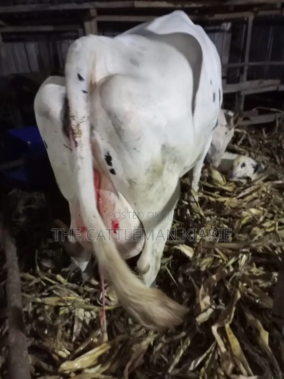 Freshly Calved Pedigree Friesian Holstein