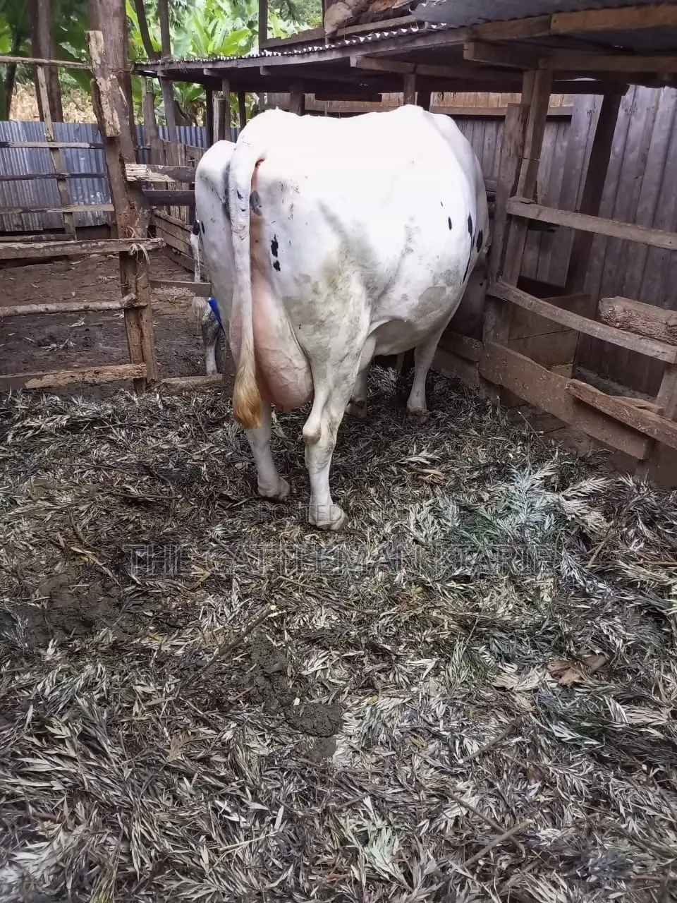 Freshly Calved Pedigree Friesian Holstein