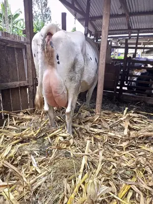 Freshly Calved Pedigree Friesian Holstein