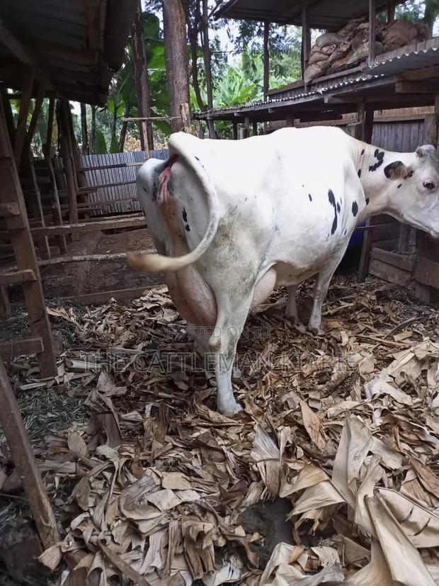 Freshly Calved Pedigree Friesian Holstein - thumbnail 5