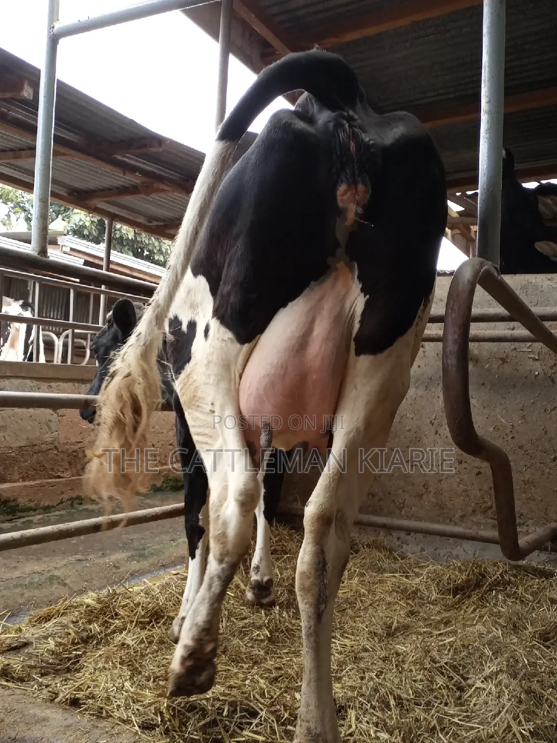 Super Giant Pedigree Friesian Heifer