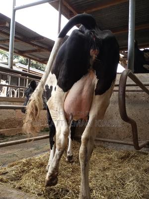 Super Giant Pedigree Friesian Heifer - thumbnail 2