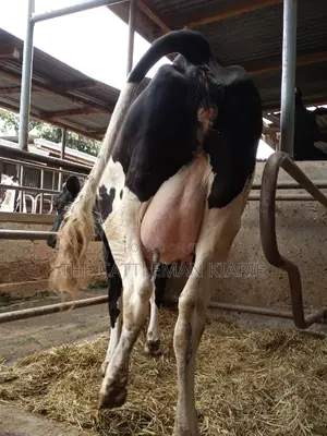 Super Giant Pedigree Friesian Heifer