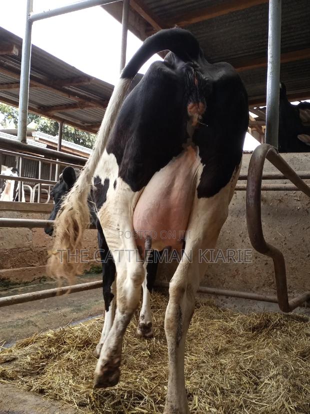 Super Giant Pedigree Friesian Heifer - main view