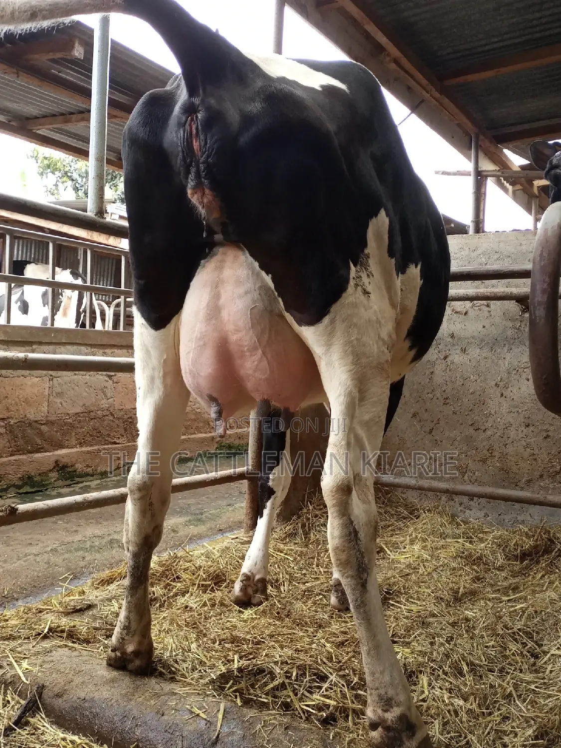 Super Giant Pedigree Friesian Heifer