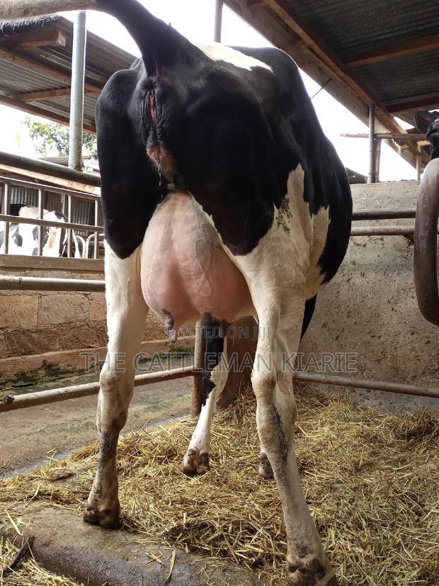 Super Giant Pedigree Friesian Heifer - thumbnail 3