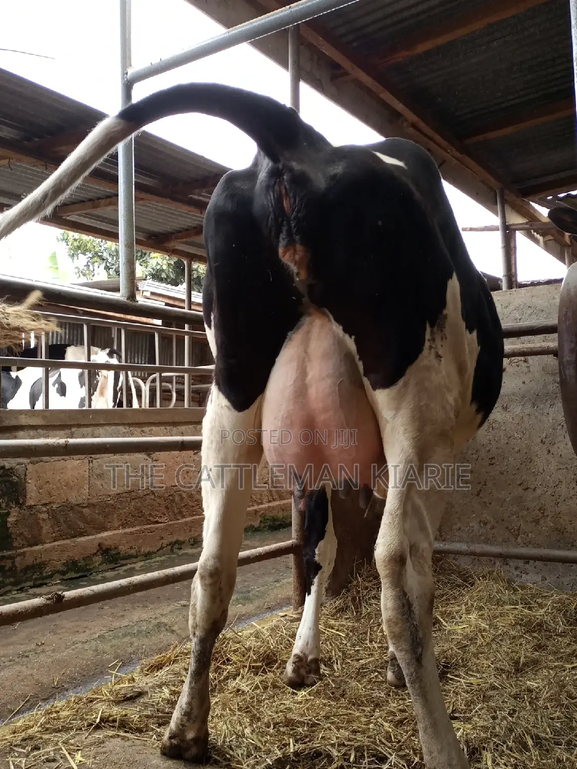 Super Giant Pedigree Friesian Heifer