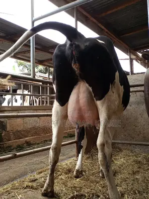 Super Giant Pedigree Friesian Heifer