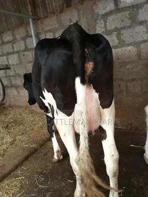 Super Giant Pedigree Friesian Heifer