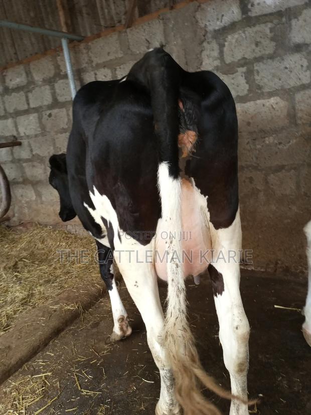 Super Giant Pedigree Friesian Heifer - thumbnail 5