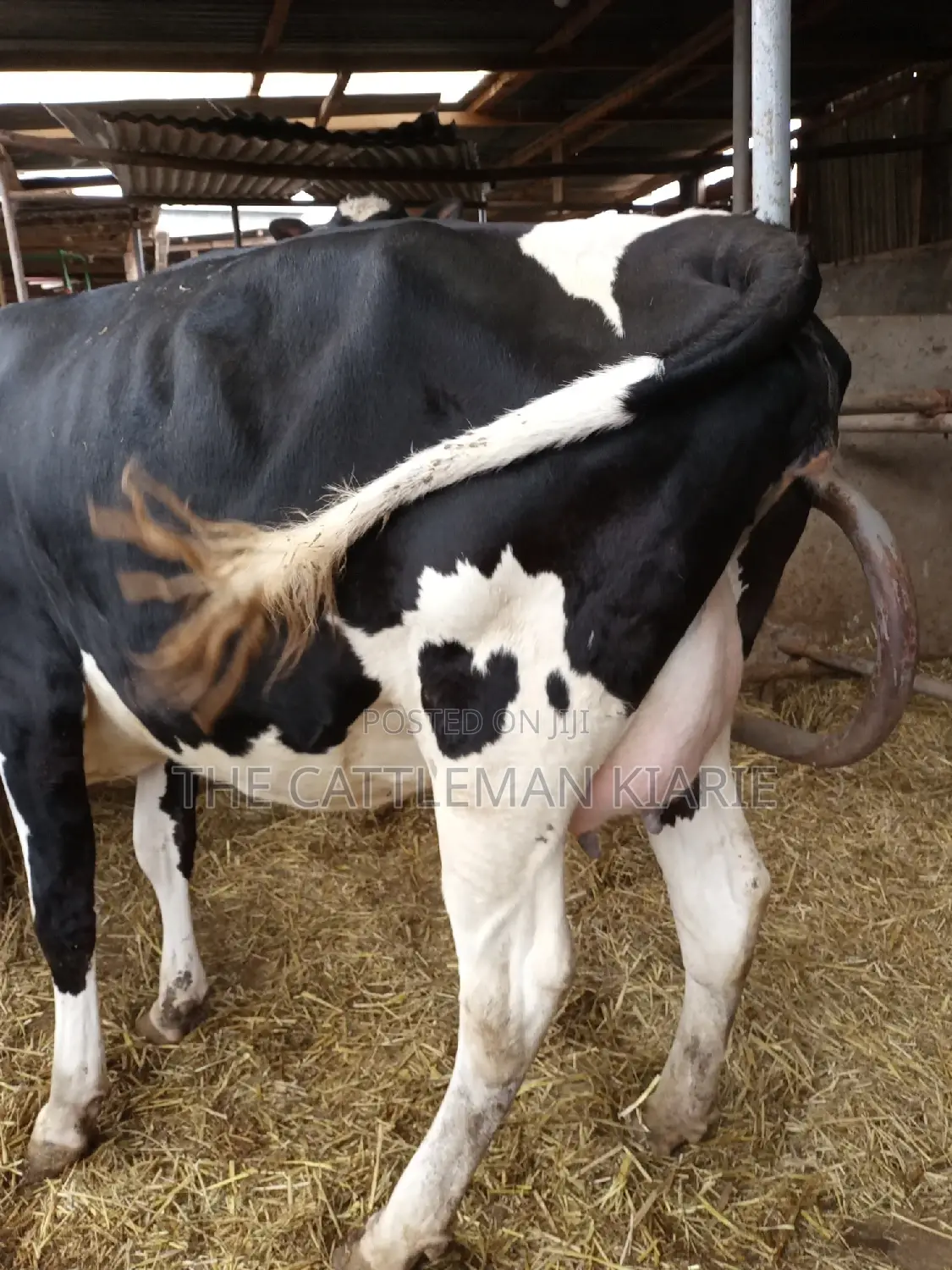 Super Giant Pedigree Friesian Heifer
