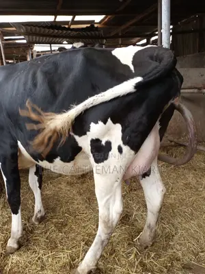 Super Giant Pedigree Friesian Heifer