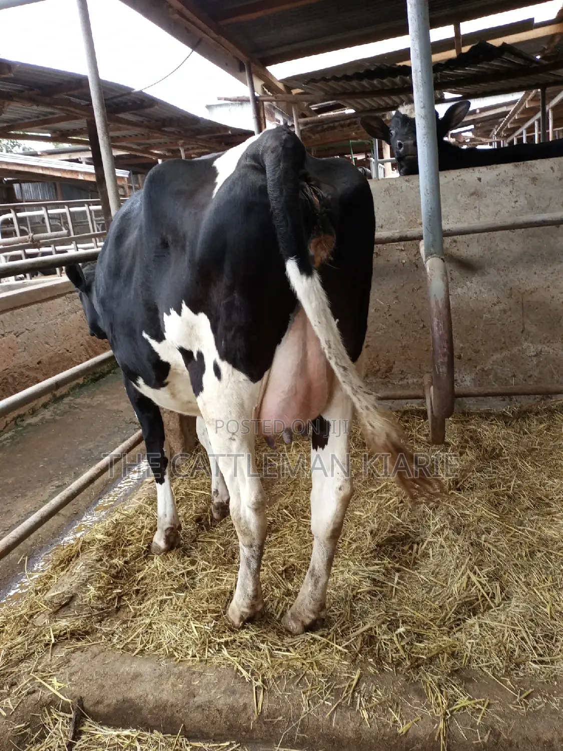 Super Giant Pedigree Friesian Heifer
