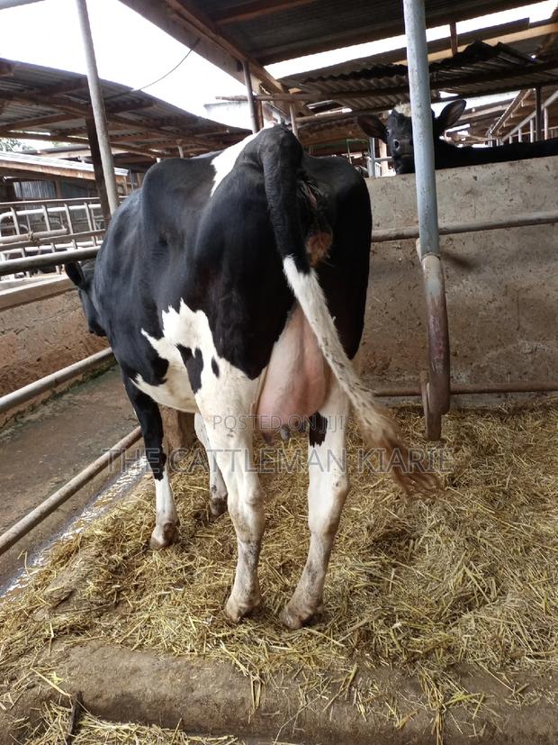 Super Giant Pedigree Friesian Heifer - thumbnail 7