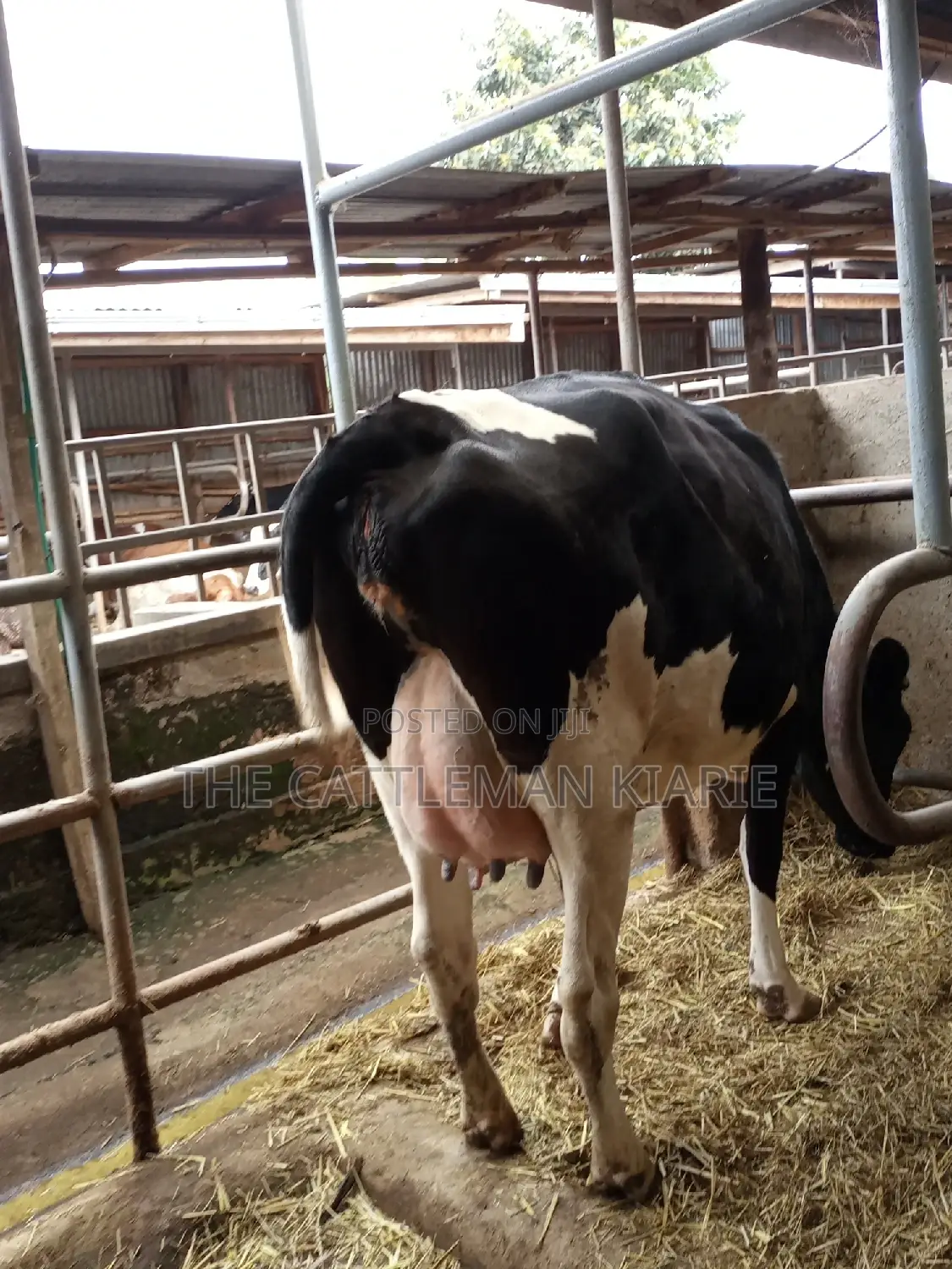 Super Giant Pedigree Friesian Heifer