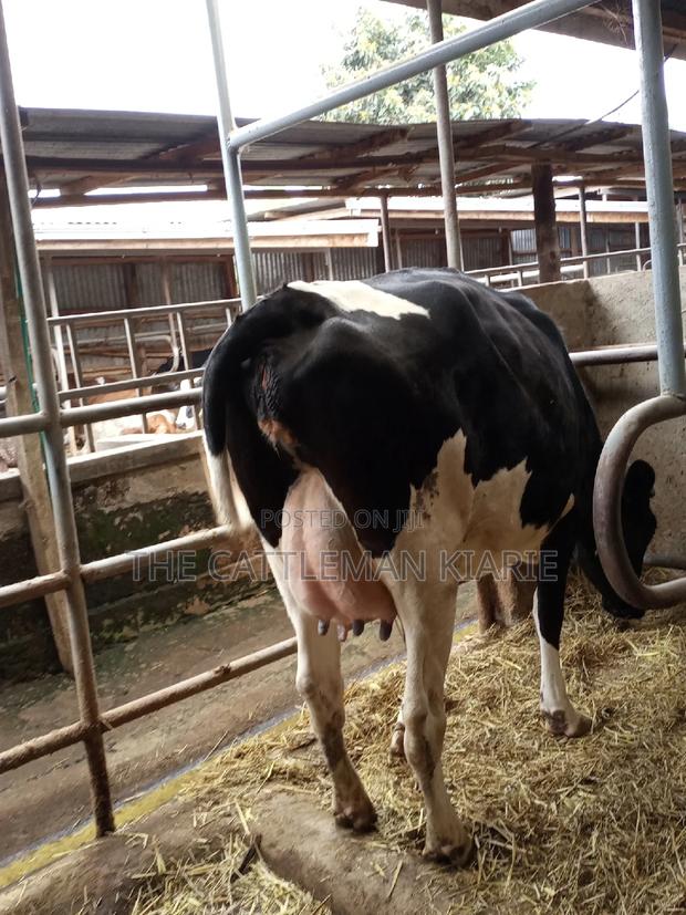 Super Giant Pedigree Friesian Heifer - thumbnail 8