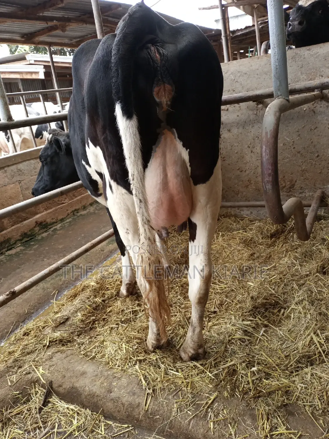Super Giant Pedigree Friesian Heifer