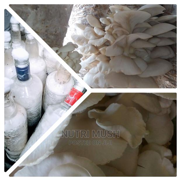 Oyster Spawn/ Seeds - main view