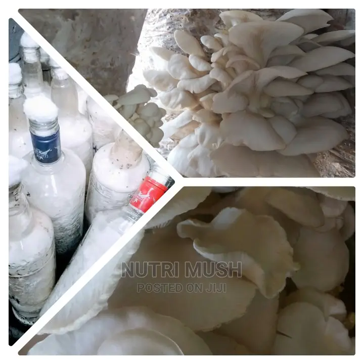 Oyster Spawn/ Seeds