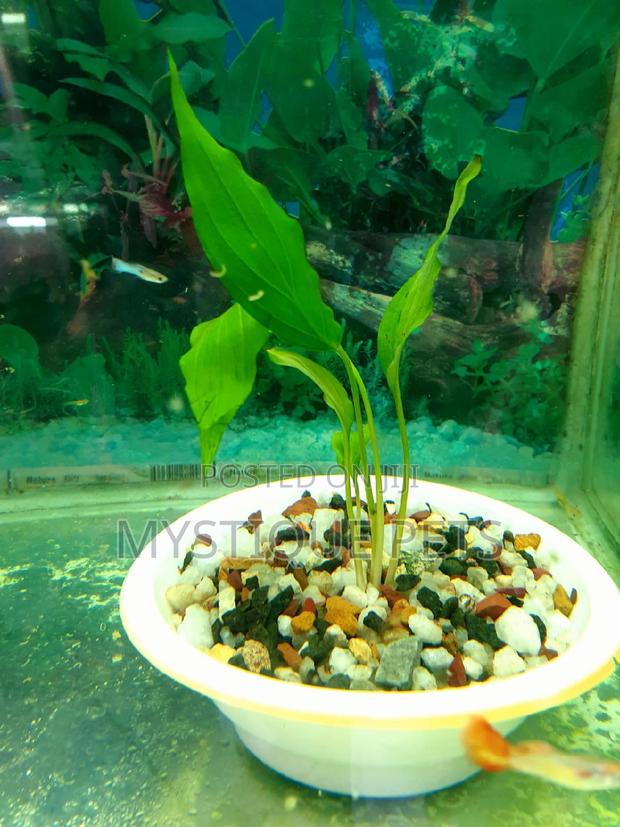 Live Aquarium Plants - main view