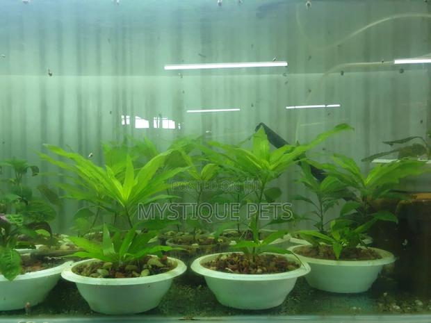 Live Aquarium Plants - thumbnail 3