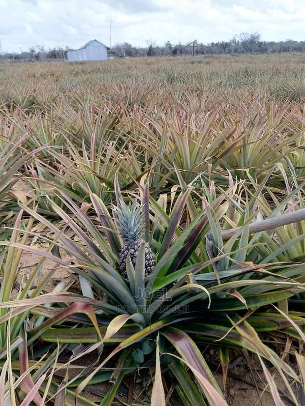 Malindi 20,000 Acres Lands for Sale - main view