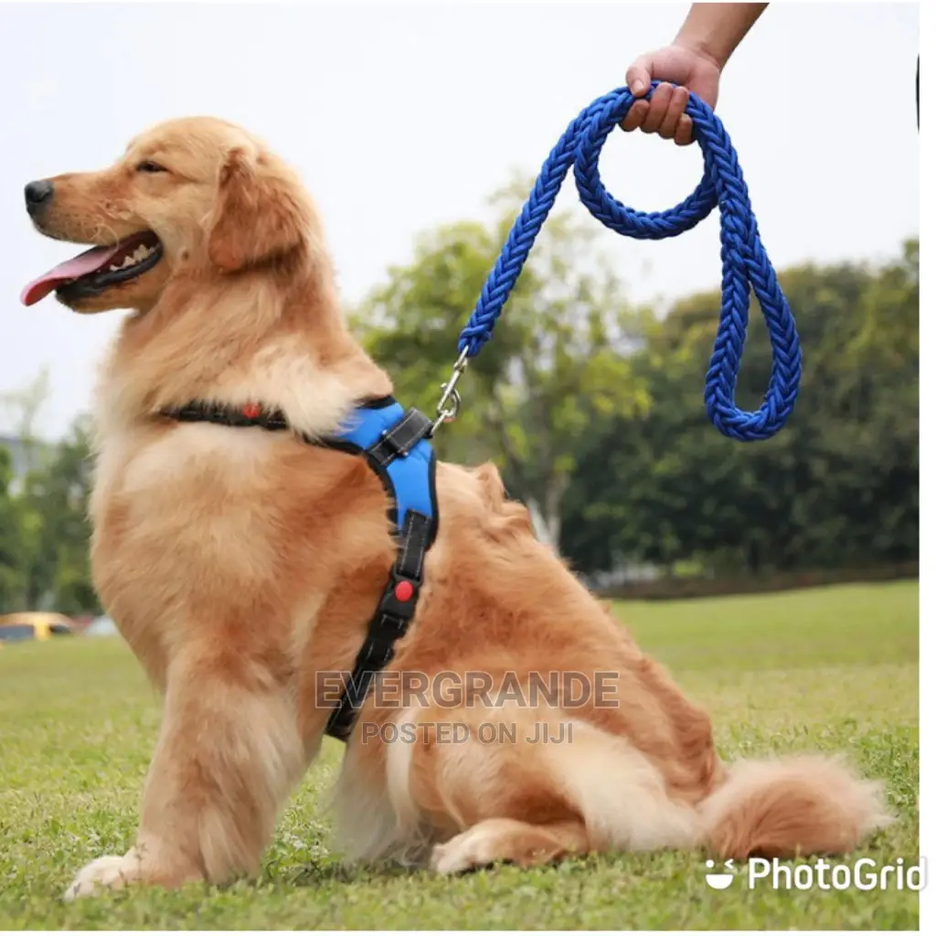 Dog Leash With Harness