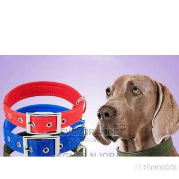 Dog Collar - main view