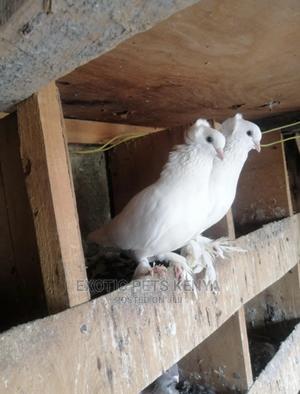 Shungi Flair Pair - thumbnail 2